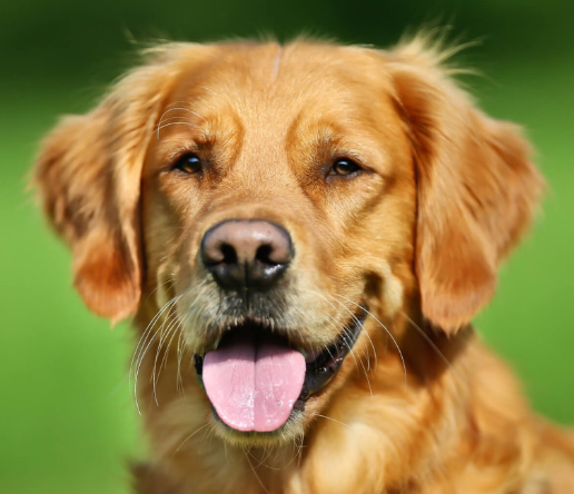 Turn Your Pet Into a Spa-Day Superstar!